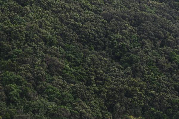 Mountain Trees Green Texture Photo